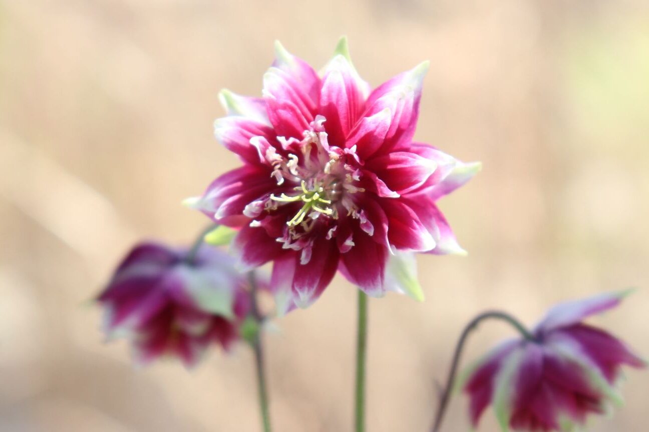 Aquilegia013