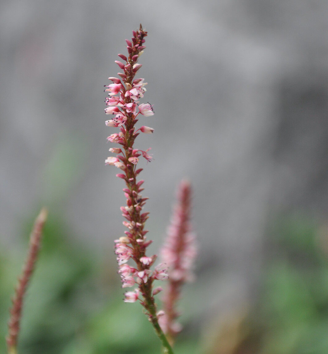 persicaria07