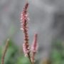 persicaria07