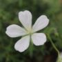 geranium010