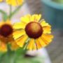 Helenium06