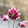 Aquilegia013