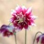 Aquilegia013