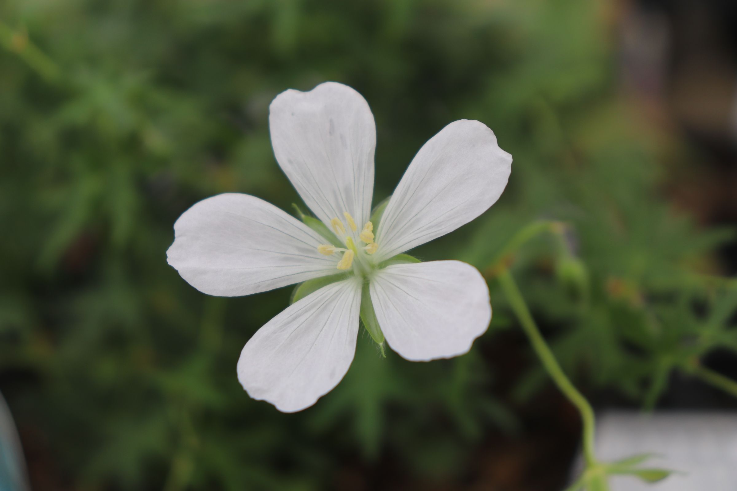 geranium010