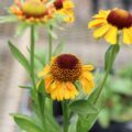 Helenium06