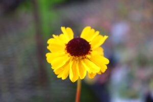 ヘレニウム ティップトップの花苗