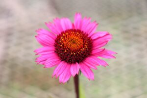 エキナセア　ファタルアトラクションの花苗を販売しています