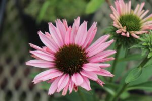 エキナセア サンシーカーサーモンの花