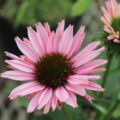 エキナセア サンシーカーサーモンの花
