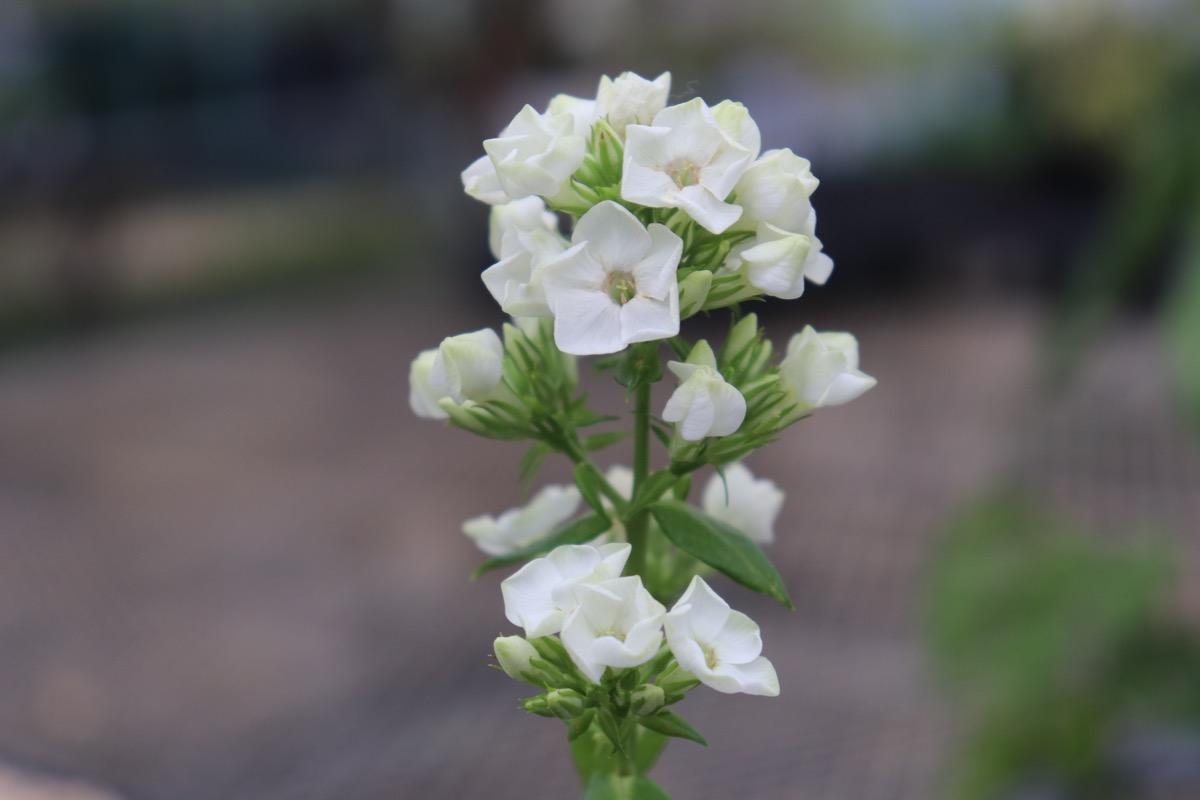 phlox020