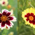 coreopsis006