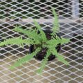 fern01