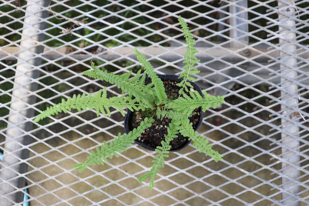 fern01
