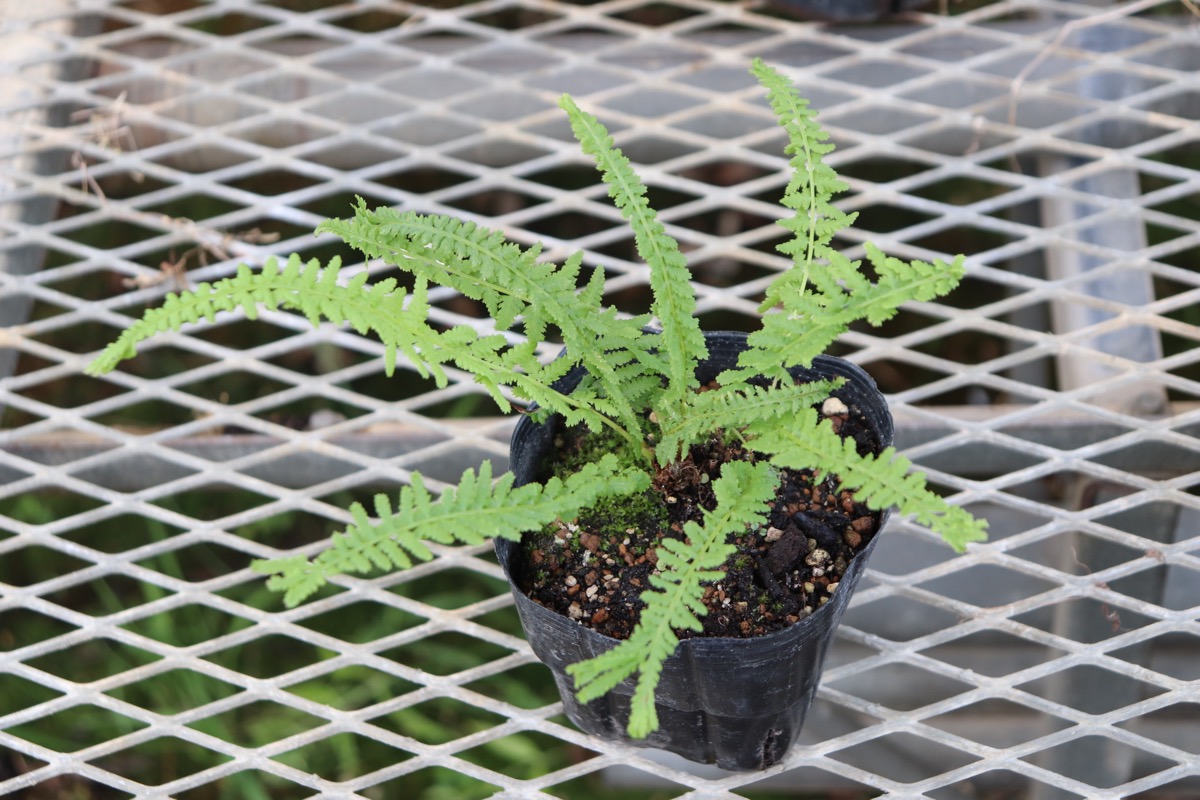 fern01