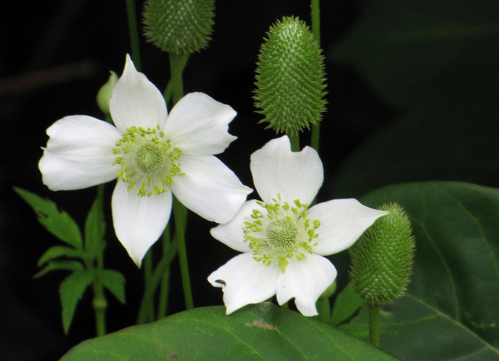 anemone10