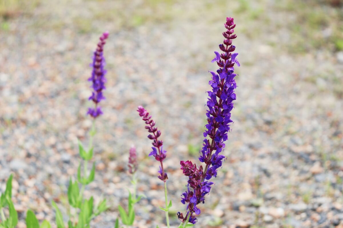 salvia26