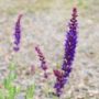 salvia26
