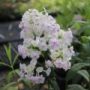 phlox016