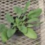 salvia26