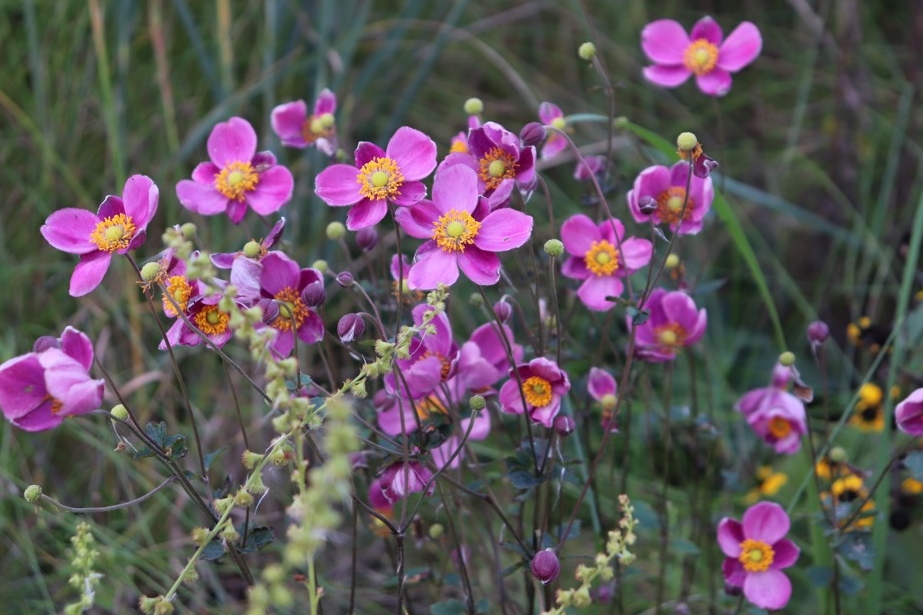 anemone023