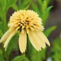 エキナセア　エキセントリックイエローの花苗を販売しています