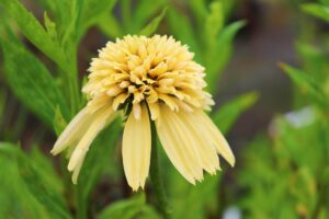 エキナセア　エキセントリックイエローの花苗を販売しています