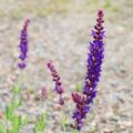 サルビア バイオレットクイーンの花苗
