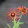Helenium08