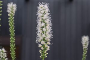 白花のリアトリス フロリスタンホワイトの花苗を販売しています