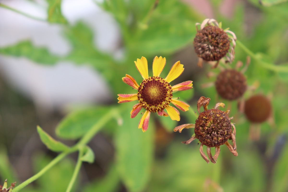Helenium08