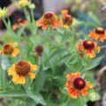 Helenium06