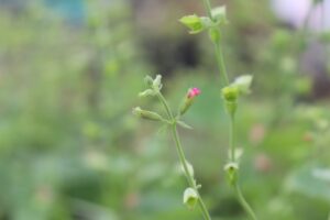 サルビア ロエメリアナ ’アーリバ’ の花苗