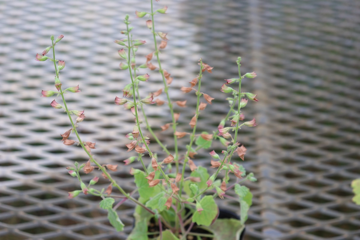 salvia27