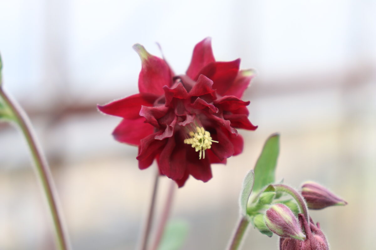 Aquilegia017