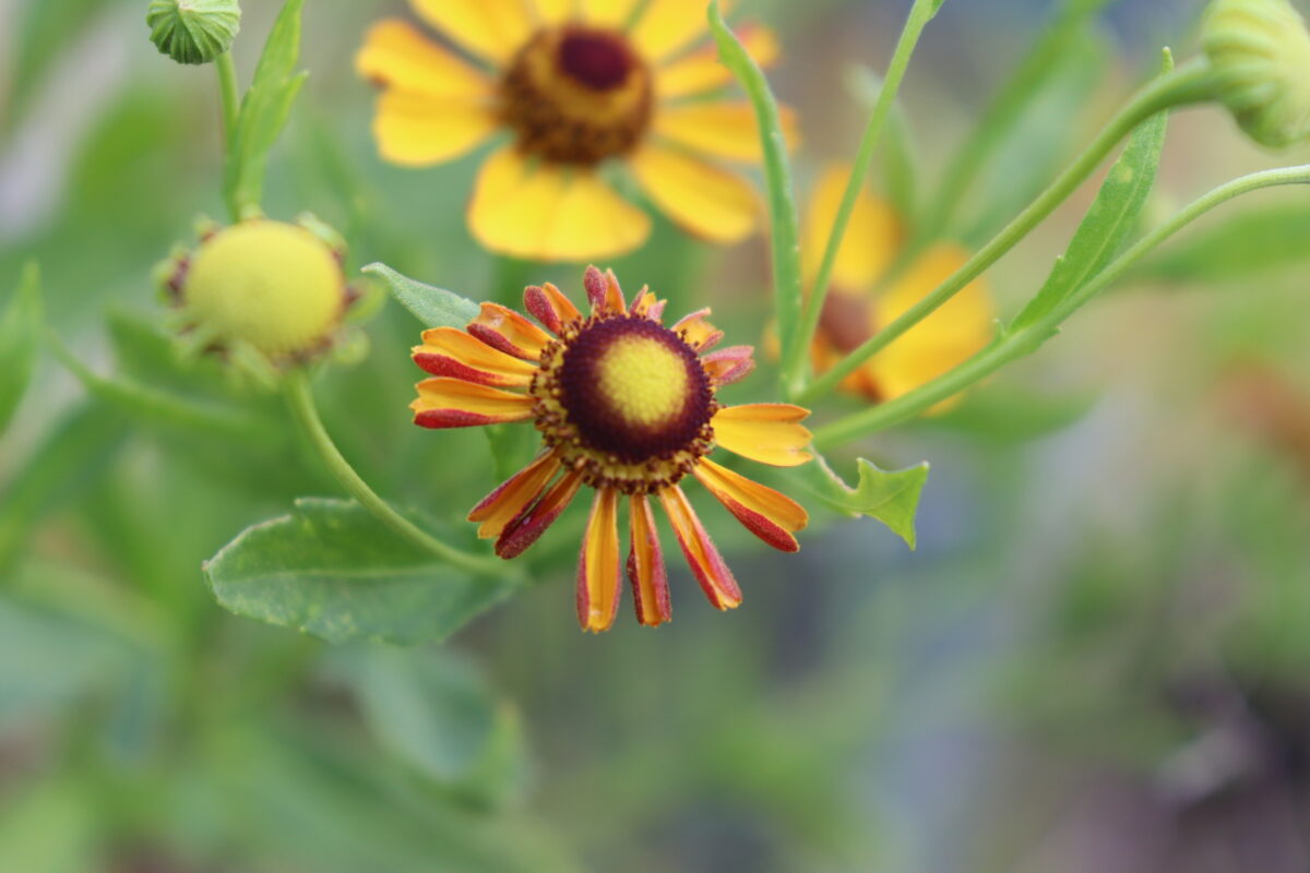 Helenium07