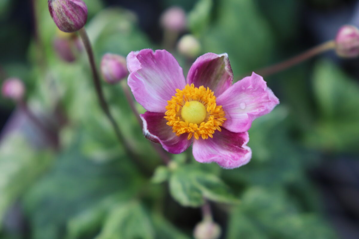 anemone026
