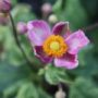 anemone026