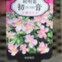 anemone026