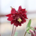 Aquilegia017