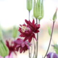 Aquilegia017