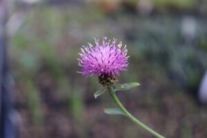 クロアザミの花苗を販売しています