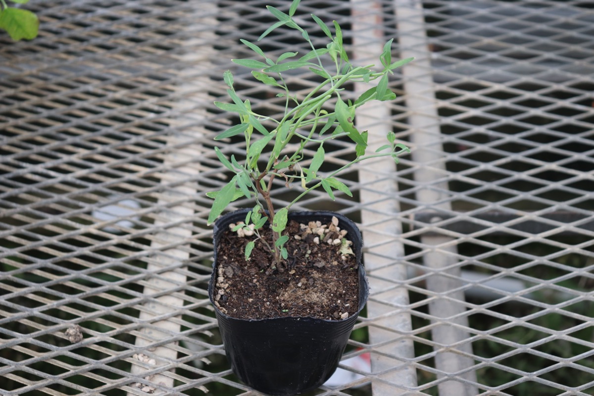 agastache05
