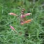 agastache05