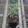 agastache05