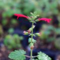 salvia27