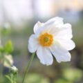 白八重咲きの秋明菊の花苗を販売しています。