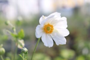 白八重咲きの秋明菊の花苗を販売しています。