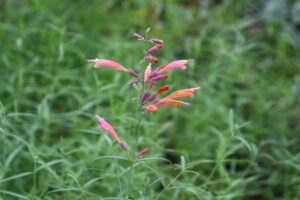 オレンジ色の花のアガスタシェ ルペストリスの苗の通販