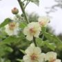 malva003