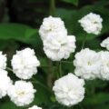 achillea01